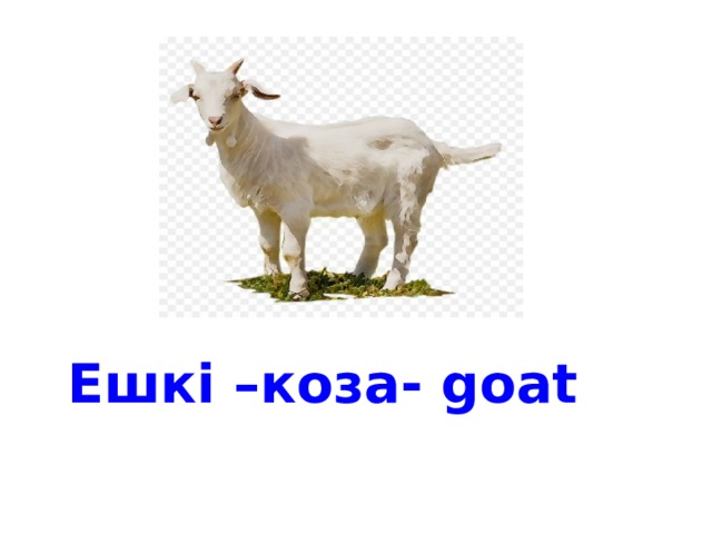 Ешкі –коза- goat