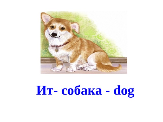 Ит- собака - dog