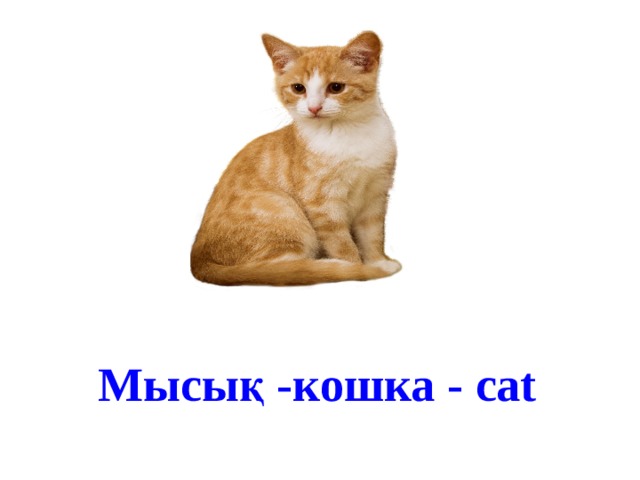 Мысық -кошка - cat