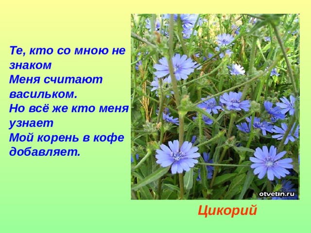 Те, кто со мною не знаком Меня считают васильком. Но всё же кто меня узнает Мой корень в кофе добавляет. Цикорий