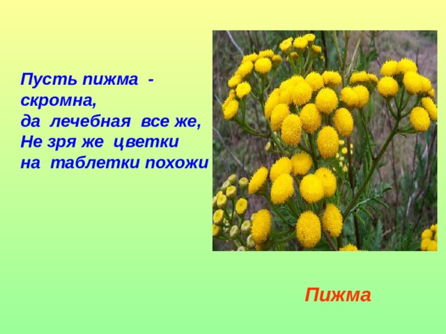 Пусть пижма  - скромна,  да  лечебная  все же,  Не зря же  цветки  на  таблетки похожи   Пижма