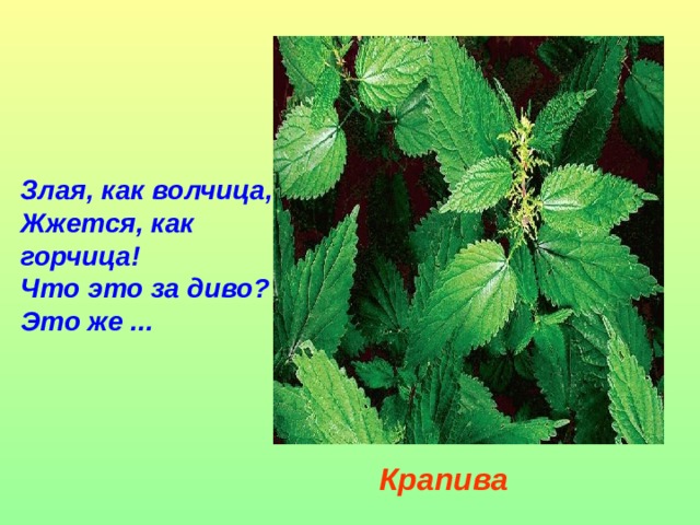 Злая, как волчица,  Жжется, как горчица!  Что это за диво?  Это же ... Крапива