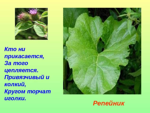 Кто ни прикасается,  За того цепляется.  Привязчивый и колкий,  Кругом торчат иголки.   Репейник