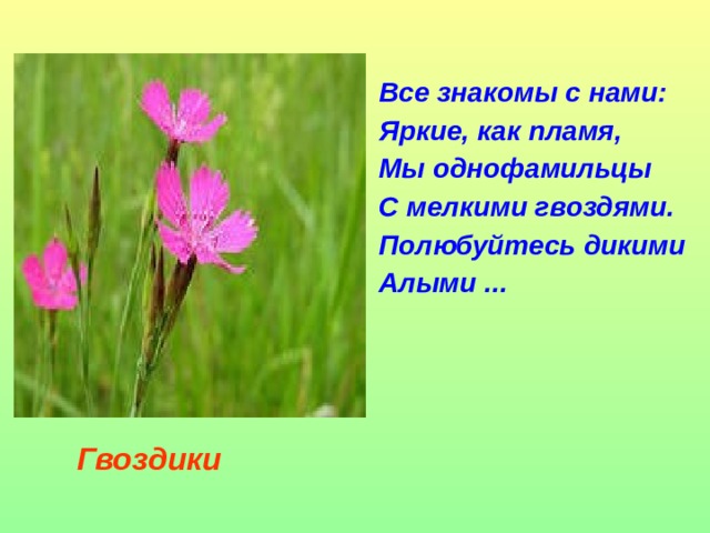 Все знакомы с нами:  Яркие, как пламя,  Мы однофамильцы  С мелкими гвоздями.  Полюбуйтесь дикими  Алыми ...   Гвоздики