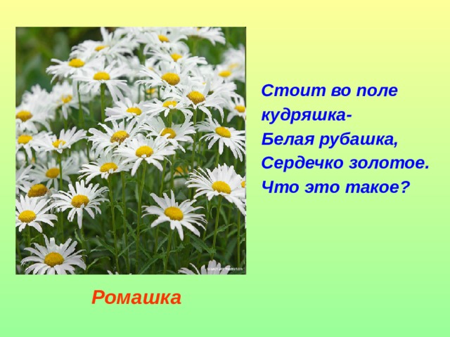 Стоит во поле кудряшка-  Белая рубашка,  Сердечко золотое.  Что это такое?  Ромашка