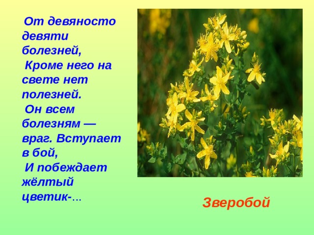 От девяносто девяти болезней,  Кроме него на свете нет полезней.  Он всем болезням — враг. Вступает в бой,  И побеждает жёлтый цветик- ... Зверобой