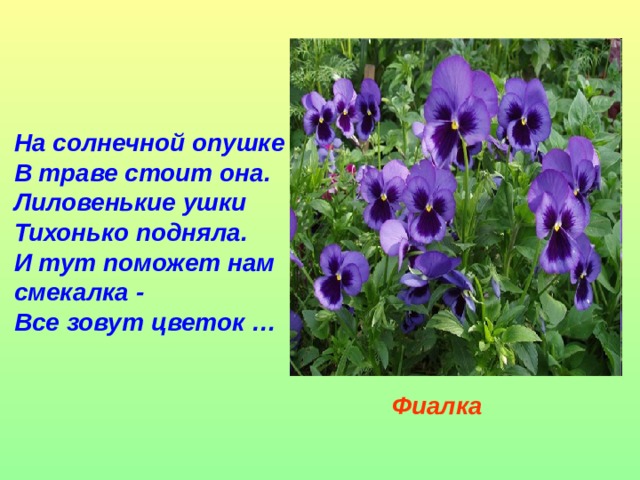 На солнечной опушке  В траве стоит она.  Лиловенькие ушки  Тихонько подняла.  И тут поможет нам  смекалка -  Все зовут цветок … Фиалка