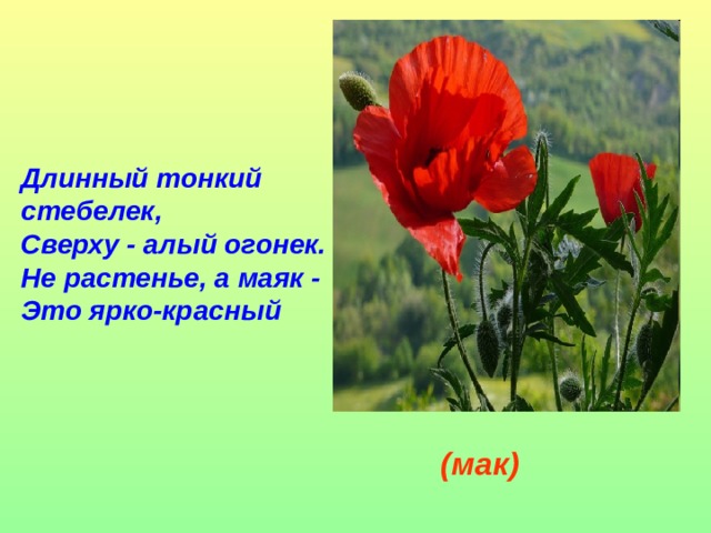 Длинный тонкий стебелек,  Сверху - алый огонек.  Не растенье, а маяк -  Это ярко-красный  (мак)