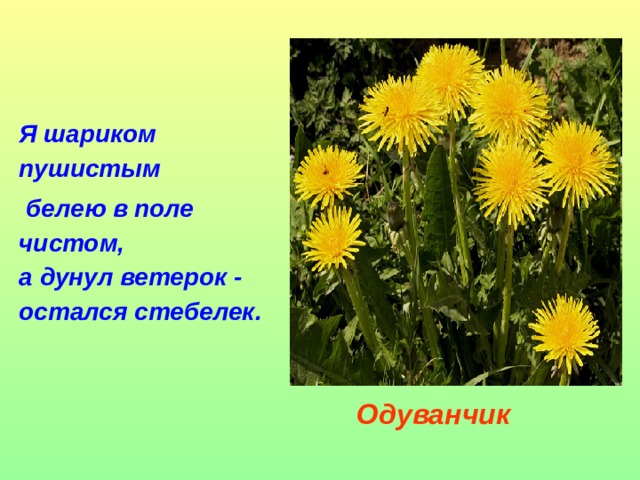 Я шариком пушистым  белею в поле чистом,   а дунул ветерок - остался стебелек.   Одуванчик