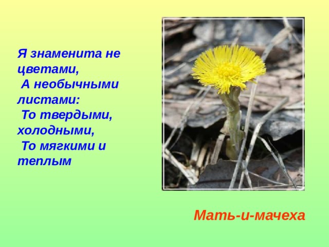 Я знаменита не цветами,  А необычными листами:  То твердыми, холодными,  То мягкими и теплым Мать-и-мачеха