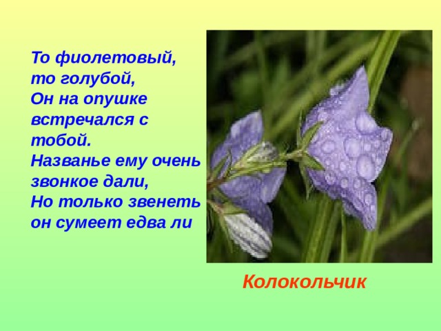 То фиолетовый, то голубой,  Он на опушке встречался с тобой.  Названье ему очень звонкое дали,  Но только звенеть он сумеет едва ли Колокольчик