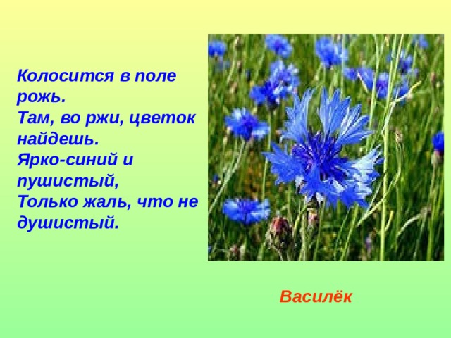 Колосится в поле рожь.  Там, во ржи, цветок найдешь.  Ярко-синий и пушистый,  Только жаль, что не душистый. Василёк