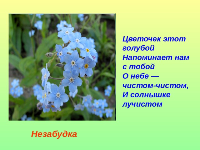 Цветочек этот голубой  Напоминает нам с тобой  О небе — чистом-чистом,  И солнышке лучистом    Незабудка