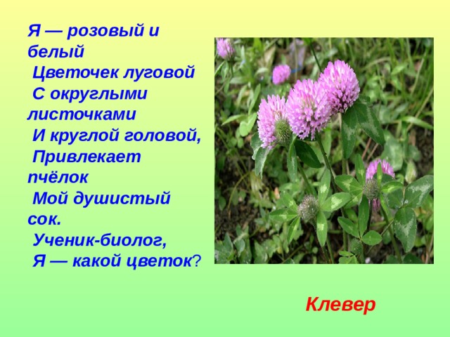 Я — розовый и белый  Цветочек луговой  С округлыми листочками  И круглой головой,  Привлекает пчёлок  Мой душистый сок.  Ученик-биолог,  Я — какой цветок ? Клевер