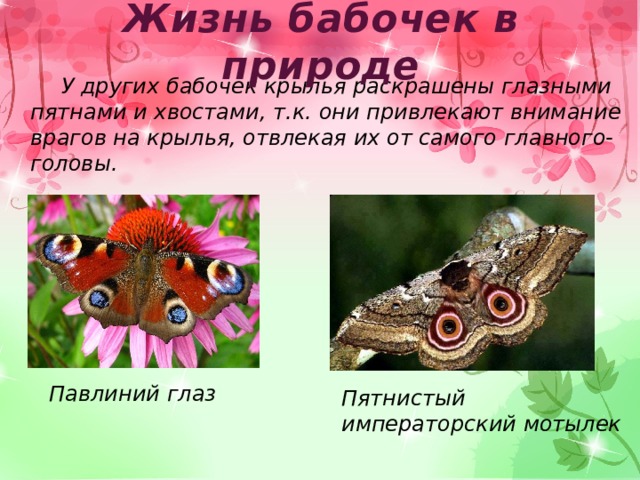Жизнь бабочек в природе  У других бабочек крылья раскрашены глазными пятнами и хвостами, т.к. они привлекают внимание врагов на крылья, отвлекая их от самого главного- головы. Павлиний глаз Пятнистый императорский мотылек