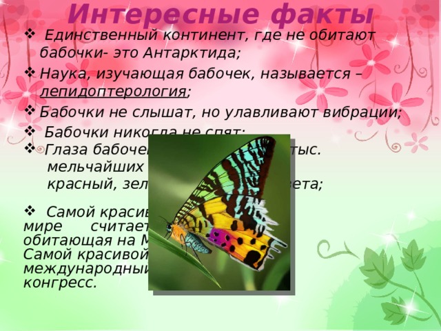 Интересные факты  Единственный континент, где не обитают бабочки- это Антарктида; Наука, изучающая бабочек, называется – лепидоптерология ; Бабочки не слышат, но улавливают вибрации;  Бабочки никогда не спят;  Глаза бабочек состоят из 6000 тыс.  мельчайших линз и различают  красный, зеленый и желтый цвета;