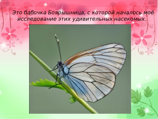 Это бабочка Боярышница, с которой началось моё исследование этих удивительных насекомых.