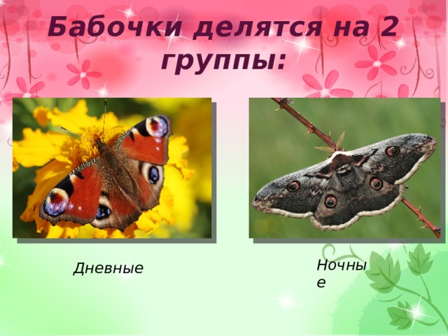 Бабочки делятся на 2 группы: Ночные Дневные