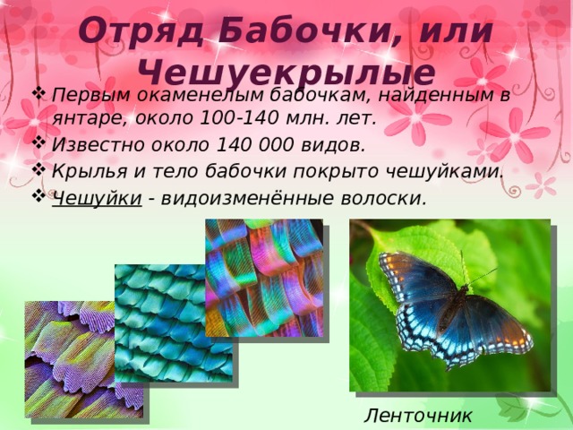 Отряд Бабочки, или Чешуекрылые    Первым окаменелым бабочкам, найденным в янтаре, около 100-140 млн. лет. Известно около 140 000 видов. Крылья и тело бабочки покрыто чешуйками. Чешуйки - видоизменённые волоски. Ленточник Артемида