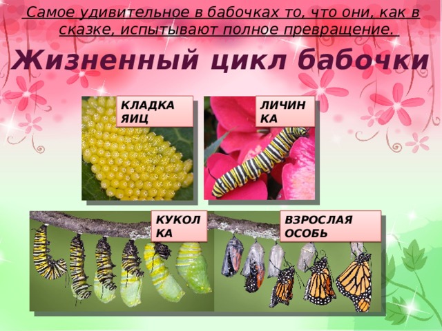 Самое удивительное в бабочках то, что они, как в сказке, испытывают полное превращение. Жизненный цикл бабочки КЛАДКА ЯИЦ ЛИЧИНКА КУКОЛКА ВЗРОСЛАЯ ОСОБЬ