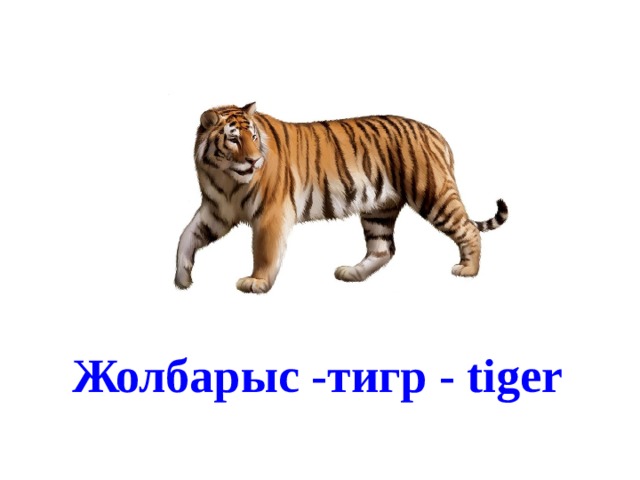 Жолбарыс -тигр - tiger