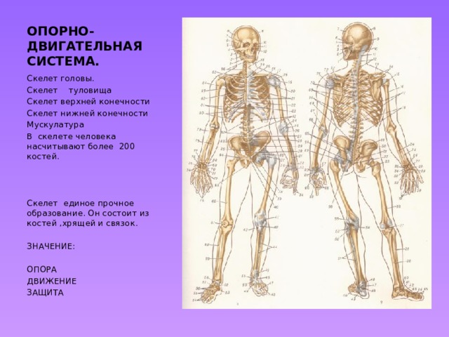 Скелет туловища конечностей. Опорно двигательная система скелет верхней конечности. Скелет туловища верхних и нижних конечностей. Скелет головы туловища и конечностей. Строение скелета туловища.