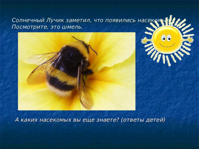 Солнечный Лучик заметил, что появились насекомые. Посмотрите, это шмель. А каких насекомых вы еще знаете? (ответы детей)