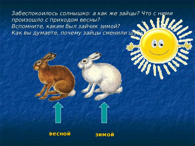 Забеспокоилось солнышко: а как же зайцы? Что с ними произошло с приходом весны?  Вспомните, каким был зайчик зимой?  Как вы думаете, почему зайцы сменили шубки? весной зимой