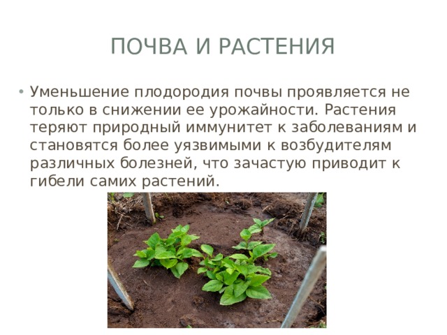 Почва и растения