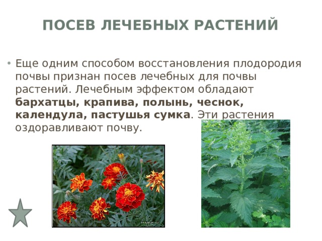 Посев лечебных растений