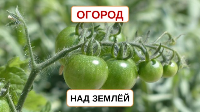 ОГОРОД НАД ЗЕМЛЁЙ