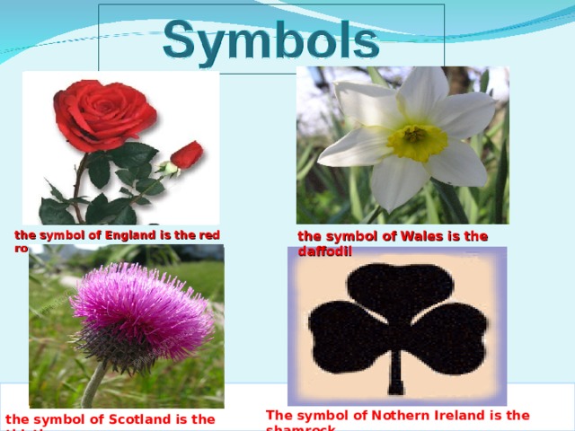 the symbol of England is the red rose the symbol of Wales is the daffodil The symbol of Nothern Ireland is the shamrock the symbol of Scotland is the thistle