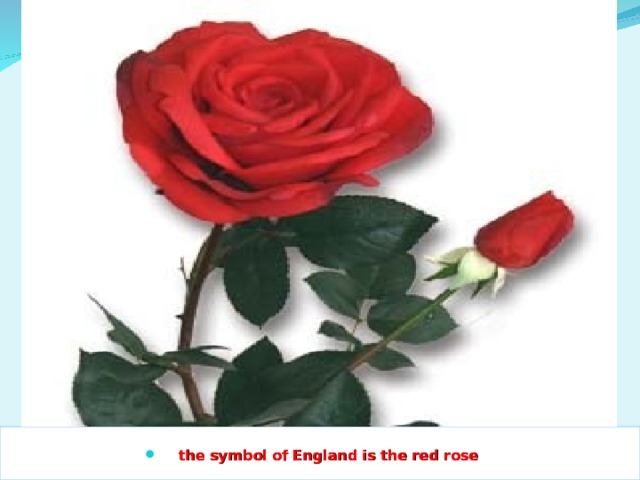 the symbol of England is the red rose