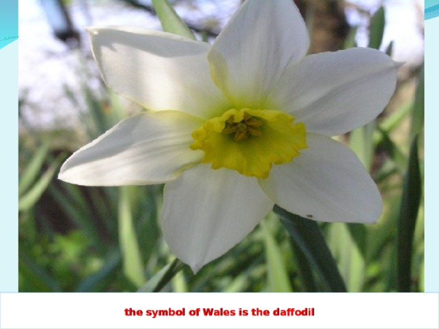 the symbol of Wales is the daffodil