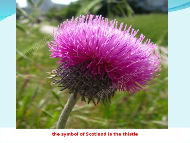 the symbol of Scotland is the thistle