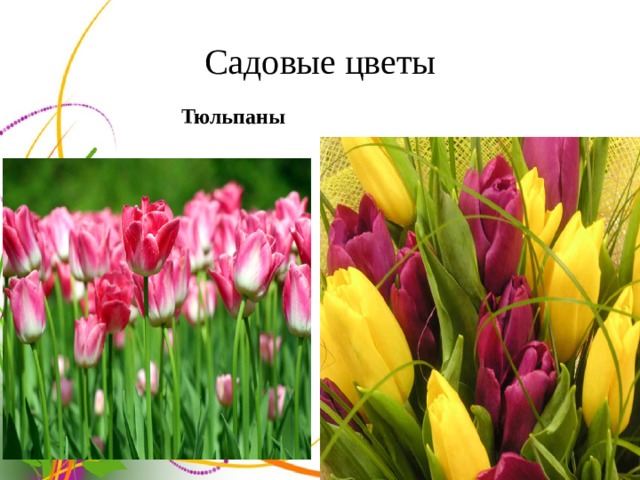 Садовые цветы Тюльпаны