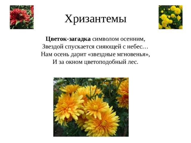 Хризантемы Цветок-загадка символом осенним,  Звездой спускается сияющей с небес…  Нам осень дарит «звездные мгновенья»,  И за окном цветоподобный лес.