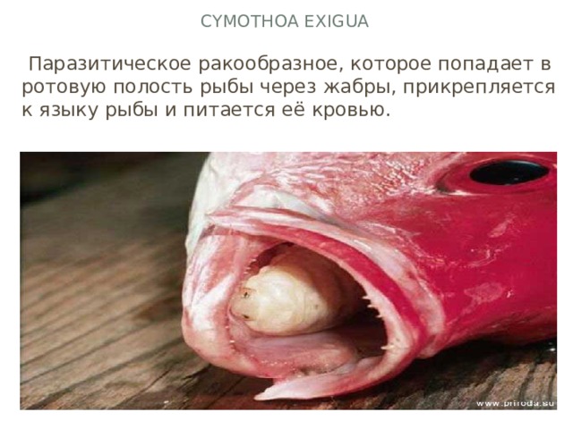Cymothoa exigua  Паразитическое ракообразное, которое попадает в ротовую полость рыбы через жабры, прикрепляется к языку рыбы и питается её кровью.