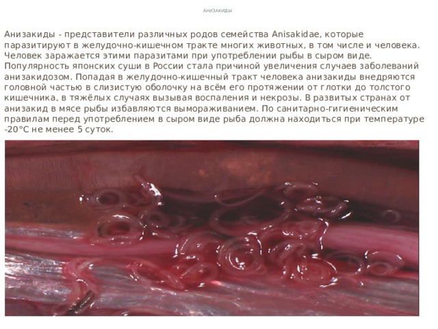 Анизакиды Анизакиды - представители различных родов семейства Anisakidae, которые паразитируют в желудочно-кишечном тракте многих животных, в том числе и человека. Человек заражается этими паразитами при употреблении рыбы в сыром виде. Популярность японских суши в России стала причиной увеличения случаев заболеваний анизакидозом. Попадая в желудочно-кишечный тракт человека анизакиды внедряются головной частью в слизистую оболочку на всём его протяжении от глотки до толстого кишечника, в тяжёлых случаях вызывая воспаления и некрозы. В развитых странах от анизакид в мясе рыбы избавляются вымораживанием. По санитарно-гигиеническим правилам перед употреблением в сыром виде рыба должна находиться при температуре -20°С не менее 5 суток.