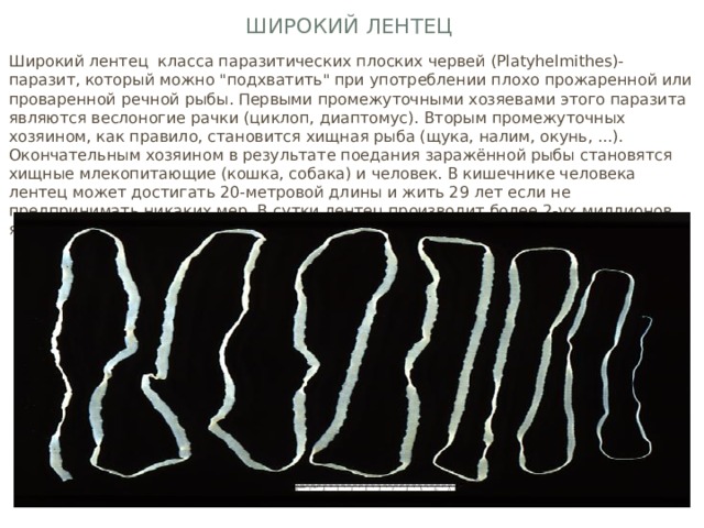 Широкий лентец Широкий лентец класса паразитических плоских червей (Platyhelmithes)- паразит, который можно 