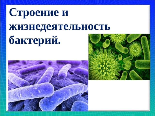 Жизнедеятельность бактерий 5. Презентация строение и жизнедеятельность бактерий. Процессы жизнедеятельности бактерий. Жизнедеятельность бактерий 5 класс. Жизнедеятельность бактерий 5 класс биология.