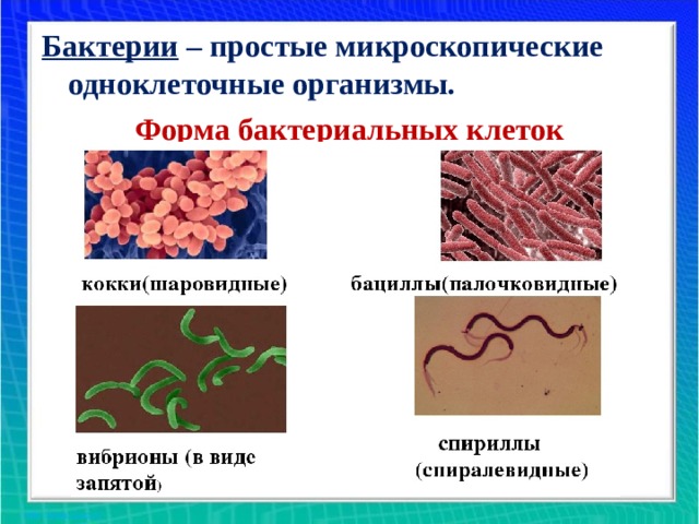 Бактерии – простые микроскопические одноклеточные организмы. Форма бактериальных клеток