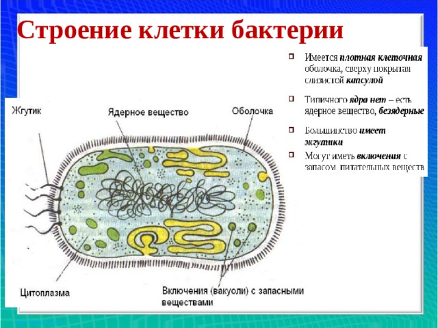 Строение клетки бактерии
