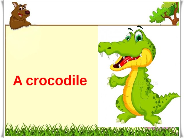 A crocodile