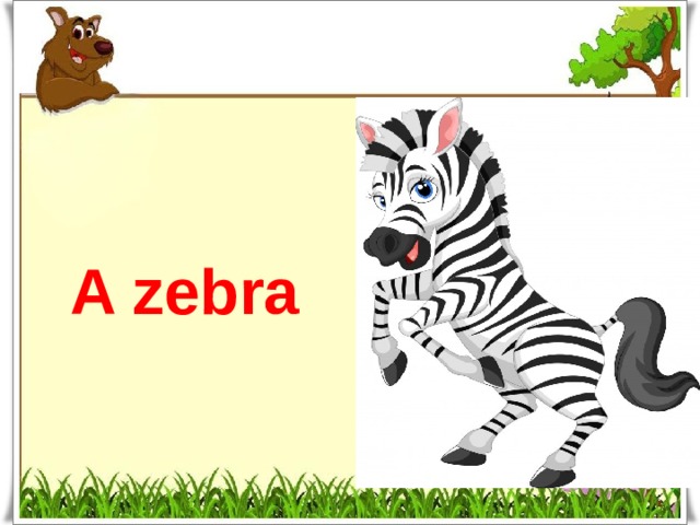 A zebra