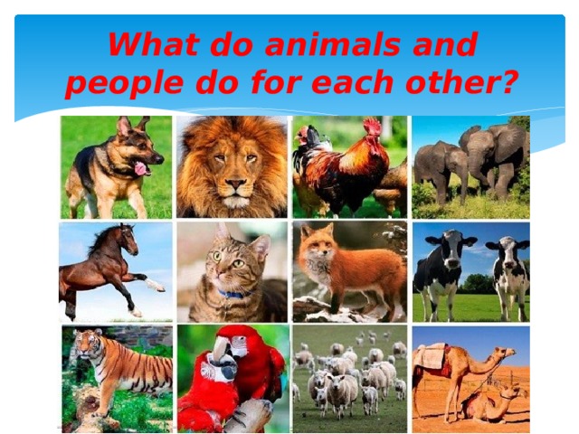 What do animals and people do for each other?