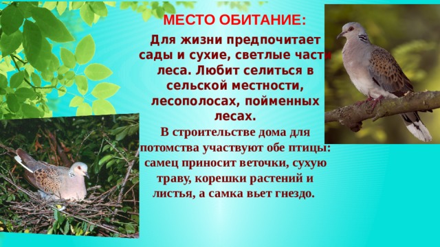 МЕСТО ОБИТАНИЕ: Для жизни предпочитает сады и сухие, светлые части леса. Любит селиться в сельской местности, лесополосах, пойменных лесах. В строительстве дома для потомства участвуют обе птицы: самец приносит веточки, сухую траву, корешки растений и листья, а самка вьет гнездо. 