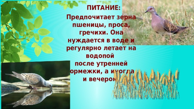 ПИТАНИЕ: Предпочитает зерна пшеницы, проса, гречихи. Она нуждается в воде и регулярно летает на водопой после утренней кормежки, а иногда и вечером.