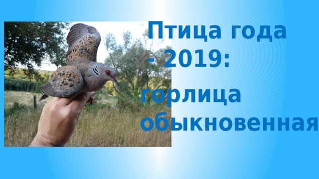 Птица года - 2019: горлица обыкновенная