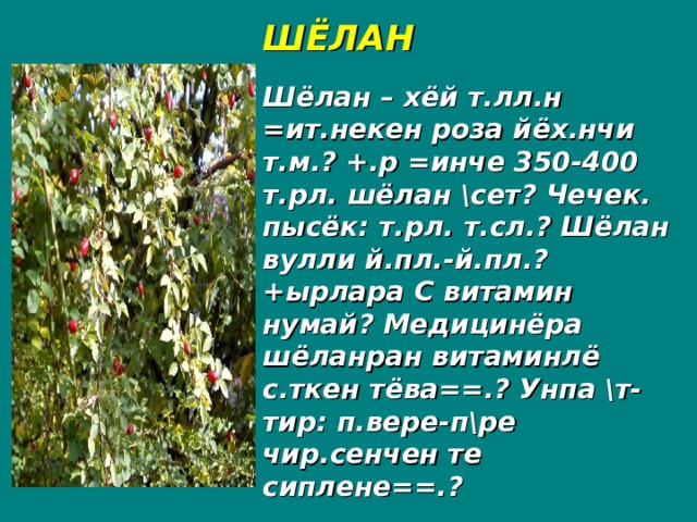 ШЁЛАН Шёлан – хёй т.лл.н =ит.некен роза йёх.нчи т.м.? +.р =инче 350-400 т.рл. шёлан \сет? Чечек. пысёк: т.рл. т.сл.? Шёлан вулли й.пл.-й.пл.? +ырлара С витамин нумай? Медицинёра шёланран витаминлё с.ткен тёва==.? Унпа \т-тир: п.вере-п\ре чир.сенчен те сиплене==.?